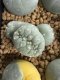 Lophophora Fricii Cristata  2-3 cm 5 years old seed ownroot flower seedling ロフォフォラ　烏羽玉　仔吹き サボテン