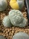 Lophophora Fricii Cristata  2-3 cm 5 years old seed ownroot flower seedling ロフォフォラ　烏羽玉　仔吹き サボテン