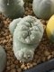 Lophophora Fricii Cristata  2-3 cm 5 years old seed ownroot flower seedling ロフォフォラ　烏羽玉　仔吹き サボテン