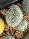 Lophophora Fricii Cristata  2-3 cm 5 years old seed ownroot flower seedling ロフォフォラ　烏羽玉　仔吹き サボテン