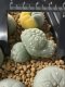 Lophophora Fricii Cristata  2-3 cm 5 years old seed ownroot flower seedling ロフォフォラ　烏羽玉　仔吹き サボテン