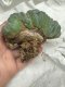 Lophophora Williamsii Cristata  8-9 cm 25 years old seed ownroot flower seedling ロフォフォラ　烏羽玉　仔吹き サボテン