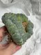 Lophophora Williamsii Cristata  8-9 cm 25 years old seed ownroot flower seedling ロフォフォラ　烏羽玉　仔吹き サボテン