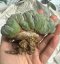 Lophophora Williamsii Cristata  8-9 cm 25 years old seed ownroot flower seedling ロフォフォラ　烏羽玉　仔吹き サボテン