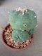 Lophophora williamsii Peyote plants-cactus-cacti-cactaceae