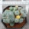 Lophophora Williamsii 6-7 cm 10 years old seed ownroot flower seedling ロフォフォラ　烏羽玉　仔吹き サボテン