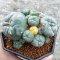 Lophophora Williamsii 6-7 cm 10 years old seed ownroot flower seedling ロフォフォラ　烏羽玉　仔吹き サボテン