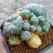 Lophophora Williamsii 6-7 cm 10 years old seed ownroot flower seedling ロフォフォラ　烏羽玉　仔吹き サボテン