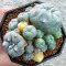 Lophophora Williamsii 6-7 cm 10 years old seed ownroot flower seedling ロフォフォラ　烏羽玉　仔吹き サボテン