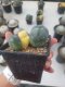 Lophophora Williamsii 4-5 cm 10 years old seed ownroot flower seedling ロフォフォラ　烏羽玉　仔吹き サボテン