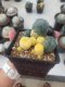 Lophophora Williamsii 4-5 cm 10 years old seed ownroot flower seedling ロフォフォラ　烏羽玉　仔吹き サボテン