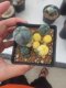 Lophophora Williamsii 4-5 cm 10 years old seed ownroot flower seedling ロフォフォラ　烏羽玉　仔吹き サボテン