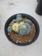 Lophophora Williamsii 6-7 cm 12 years old seed ownroot flower seedling ロフォフォラ　烏羽玉　仔吹き サボテン