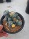 Lophophora Williamsii 6-7 cm 12 years old seed ownroot flower seedling ロフォフォラ　烏羽玉　仔吹き サボテン