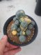 Lophophora Williamsii 6-7 cm 12 years old seed ownroot flower seedling ロフォフォラ　烏羽玉　仔吹き サボテン