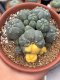 Lophophora Williamsii 7-8 cm 15 years old seed ownroot flower seedling ロフォフォラ　烏羽玉　仔吹き サボテン