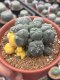 Lophophora Williamsii 7-8 cm 15 years old seed ownroot flower seedling ロフォフォラ　烏羽玉　仔吹き サボテン