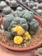 Lophophora Williamsii 7-8 cm 15 years old seed ownroot flower seedling ロフォフォラ　烏羽玉　仔吹き サボテン