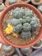 Lophophora Williamsii 7-8 cm 15 years old seed ownroot flower seedling ロフォフォラ　烏羽玉　仔吹き サボテン