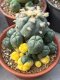 Lophophora Williamsii 7-8 cm 15 years old seed ownroot flower seedling ロフォフォラ　烏羽玉　仔吹き サボテン