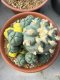 Lophophora Williamsii 7-8 cm 15 years old seed ownroot flower seedling ロフォフォラ　烏羽玉　仔吹き サボテン