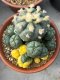 Lophophora Williamsii 7-8 cm 15 years old seed ownroot flower seedling ロフォフォラ　烏羽玉　仔吹き サボテン