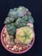 1 plant Lophophora williamsii Peyote plants-cactus-cacti-cactaceae