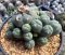 Lophophora Williamsii 6-7 cm 10 years old seed ownroot flower seedling ロフォフォラ　烏羽玉　仔吹き サボテン