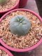 1 plant Lophophora williamsii 