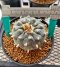 Lophophora Williamsii 7-8 cm 15 years old seed ownroot flower seedling ロフォフォラ　烏羽玉　仔吹き サボテン