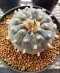 Lophophora Williamsii 7-8 cm 15 years old seed ownroot flower seedling ロフォフォラ　烏羽玉　仔吹き サボテン