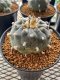 Lophophora Williamsii 7-8 cm 15 years old seed ownroot flower seedling ロフォフォラ　烏羽玉　仔吹き サボテン