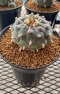 Lophophora Williamsii 7-8 cm 15 years old seed ownroot flower seedling ロフォフォラ　烏羽玉　仔吹き サボテン