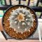 Lophophora Williamsii 7-8 cm 15 years old seed ownroot flower seedling ロフォフォラ　烏羽玉　仔吹き サボテン