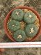 5 PLANT Lophophora Williamsii - lophophora peyote