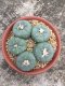 5 PLANT Lophophora Williamsii - lophophora peyote