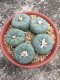 5 PLANT Lophophora Williamsii - lophophora peyote