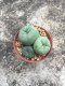 1 PLANT Lophophora Williamsii - lophophora peyote