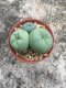 1 PLANT Lophophora Williamsii - lophophora peyote