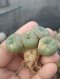 Lophophora Fricii 4-5 cm 8 years old seed ownroot flower seedling ロフォフォラ　烏羽玉　仔吹き サボテン