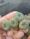 Lophophora Fricii 4-5 cm 8 years old seed ownroot flower seedling ロフォフォラ　烏羽玉　仔吹き サボテン