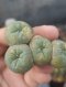 Lophophora Fricii 4-5 cm 8 years old seed ownroot flower seedling ロフォフォラ　烏羽玉　仔吹き サボテン