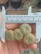 Lophophora Fricii 4-5 cm 8 years old seed ownroot flower seedling ロフォフォラ　烏羽玉　仔吹き サボテン