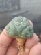 Lophophora Fricii 4-5 cm 8 years old seed ownroot flower seedling ロフォフォラ　烏羽玉　仔吹き サボテン