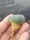 Lophophora Fricii 4-5 cm 8 years old seed ownroot flower seedling ロフォフォラ　烏羽玉　仔吹き サボテン