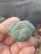 Lophophora Fricii 4-5 cm 8 years old seed ownroot flower seedling ロフォフォラ　烏羽玉　仔吹き サボテン