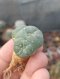 Lophophora Fricii 4-5 cm 8 years old seed ownroot flower seedling ロフォフォラ　烏羽玉　仔吹き サボテン