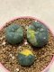 Lophophora Williamsii 7-8 cm 15 years old seed ownroot flower seedling ロフォフォラ　烏羽玉　仔吹き サボテン