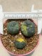 Lophophora Williamsii 7-8 cm 15 years old seed ownroot flower seedling ロフォフォラ　烏羽玉　仔吹き サボテン