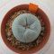 Lophophora Fricii cv Ooibo 5 cm 15 years old seed ownroot flower seedling ロフォフォラ　烏羽玉　仔吹き サボテン